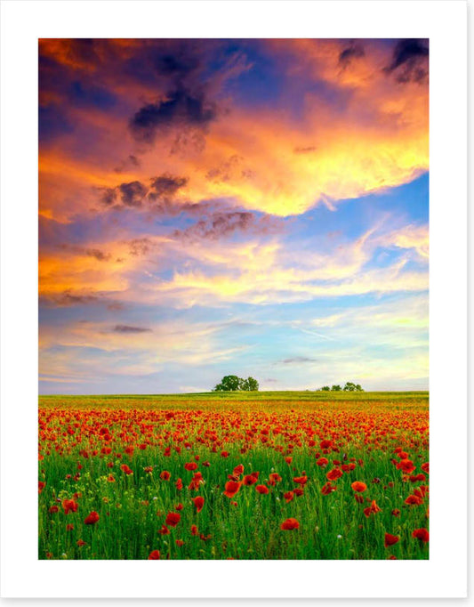 Golden cloud poppies