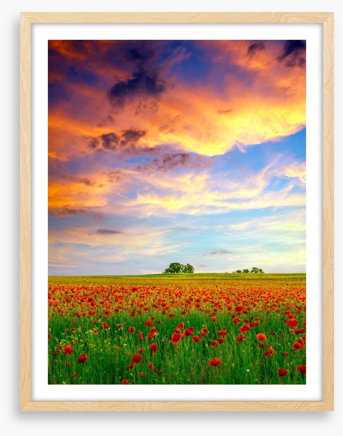 Golden cloud poppies