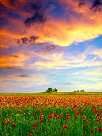 Golden cloud poppies