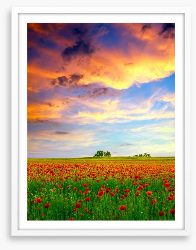 Golden cloud poppies