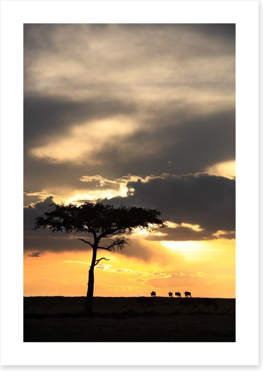 Masai Mara sunset