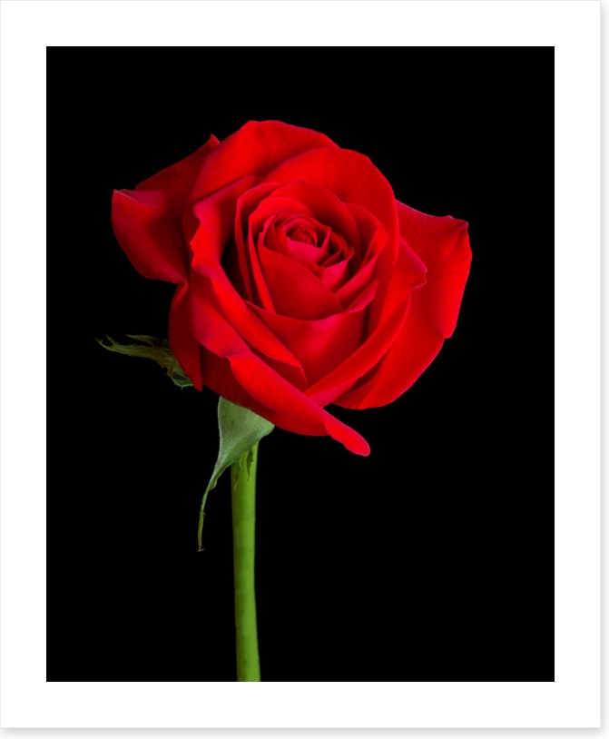 Single stem