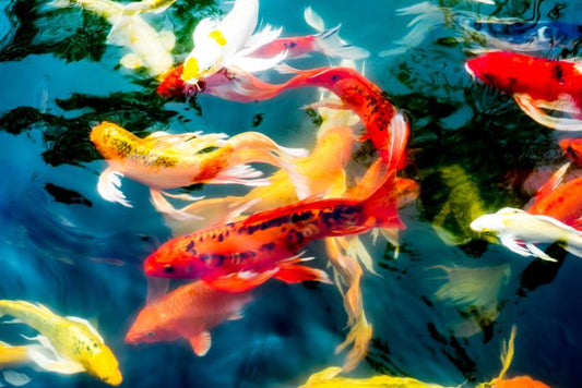 Koi fish in pond