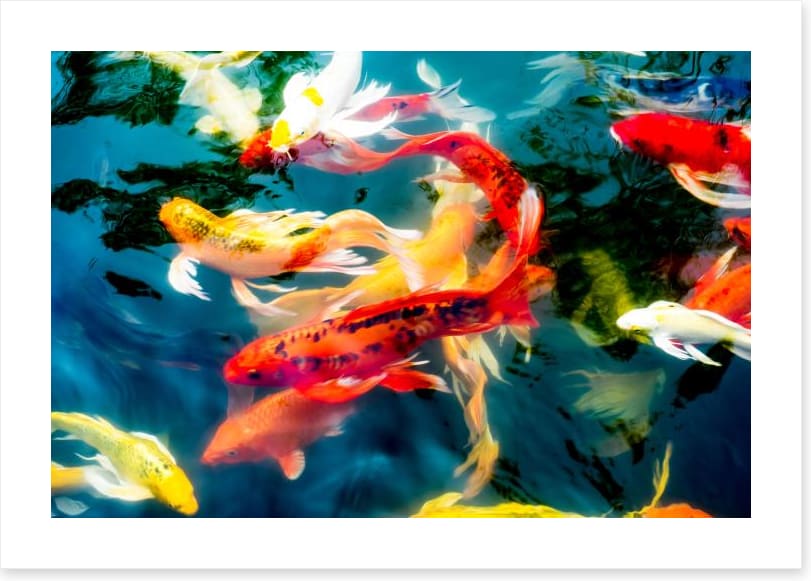 Koi fish in pond