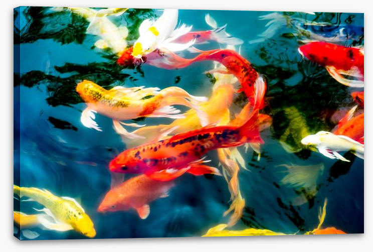 Koi fish in pond