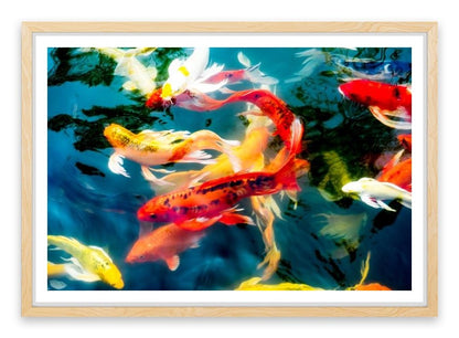 Koi fish in pond