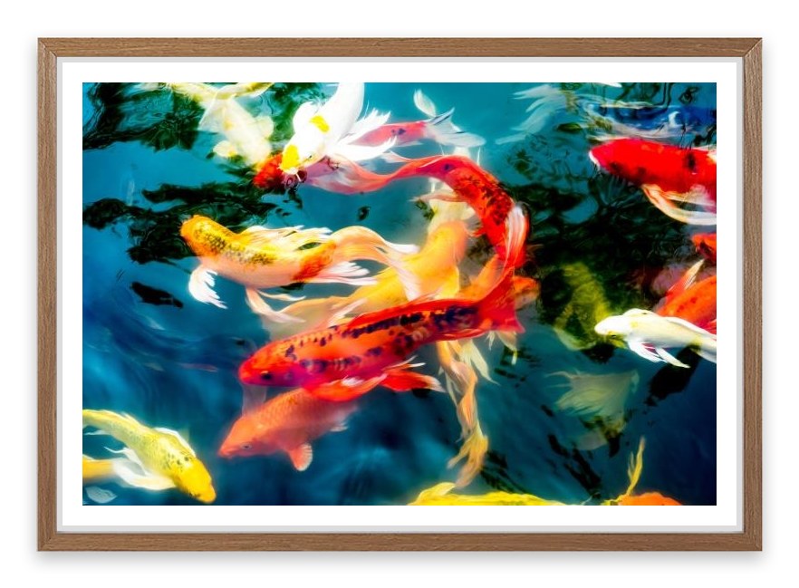 Koi fish in pond