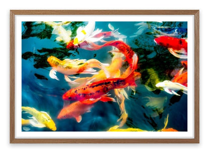 Koi fish in pond