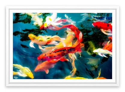 Koi fish in pond