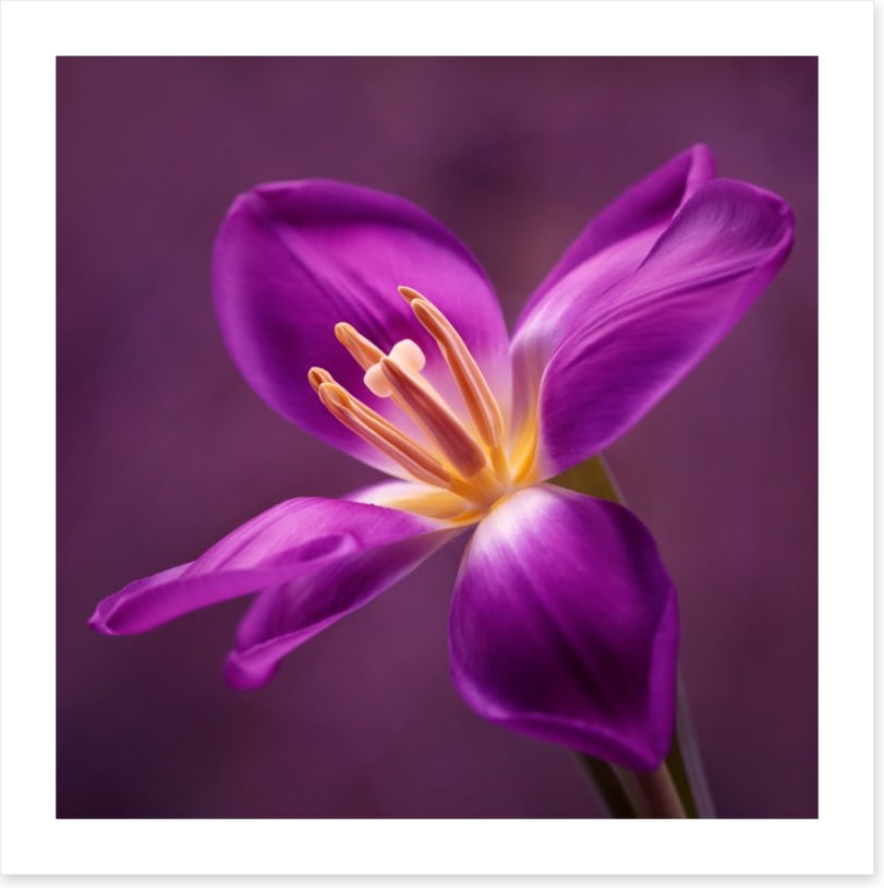 Blooming tulip