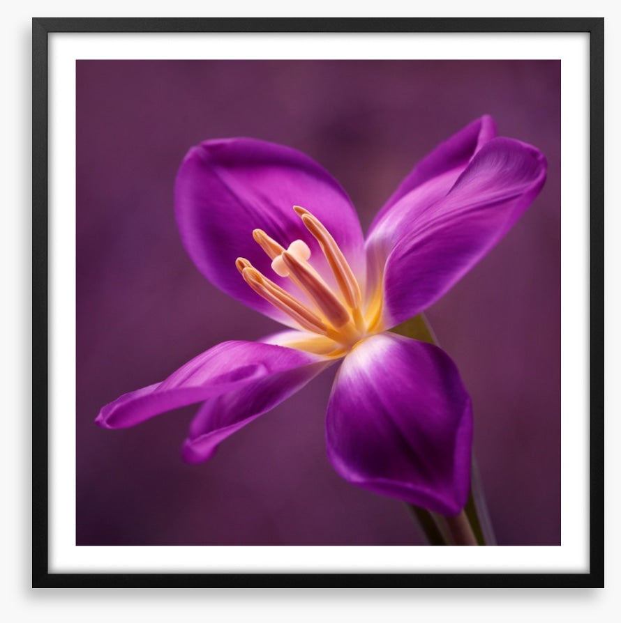 Blooming tulip