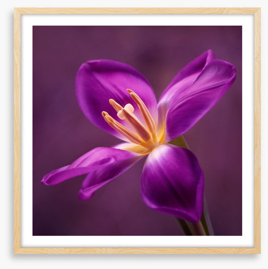 Blooming tulip