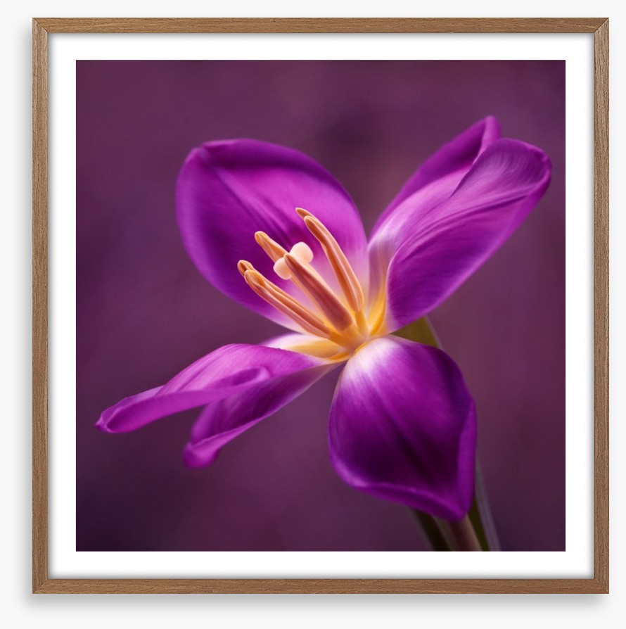 Blooming tulip