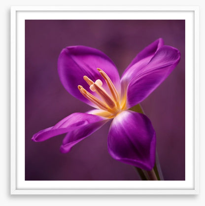 Blooming tulip