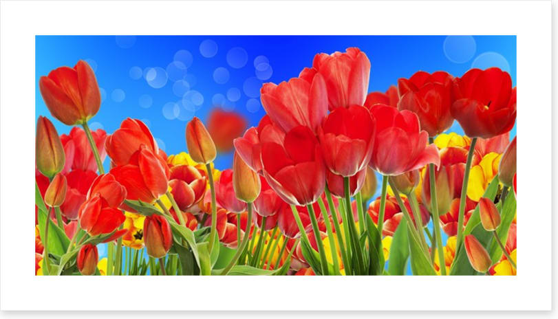 Sunshine tulips