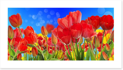 Sunshine tulips