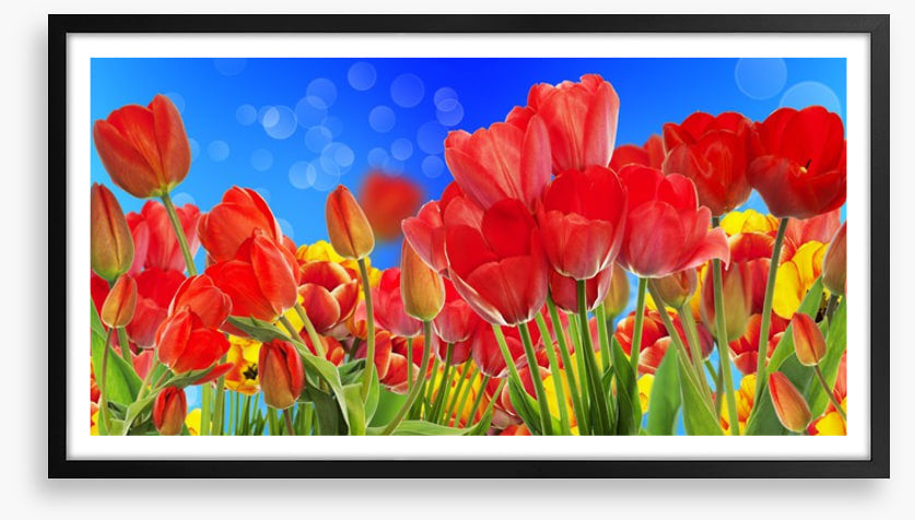 Sunshine tulips