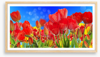 Sunshine tulips