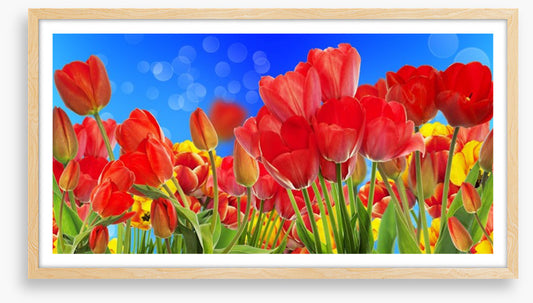 Sunshine tulips