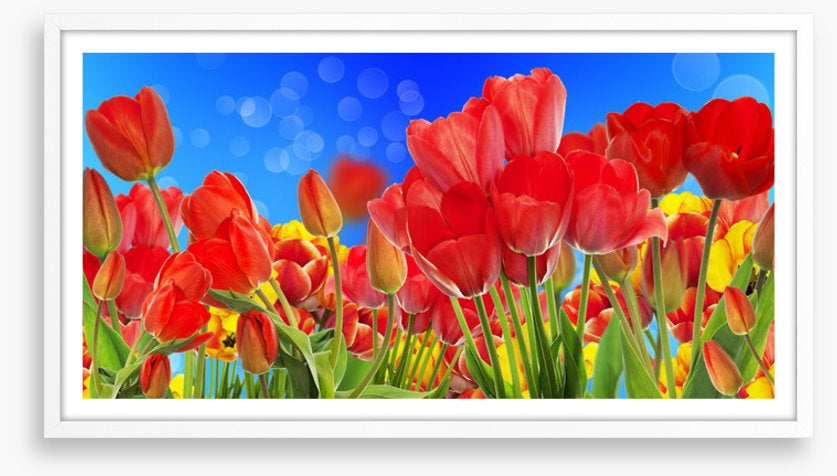 Sunshine tulips