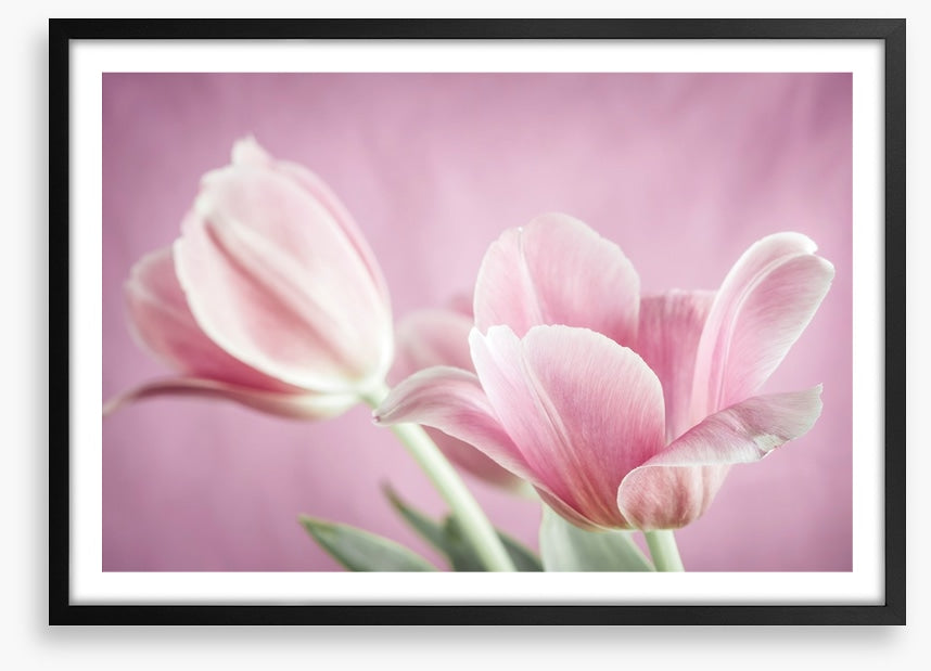 Curl of the tulip