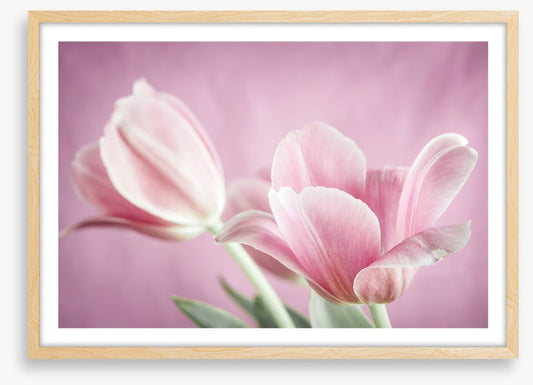 Curl of the tulip