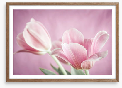 Curl of the tulip