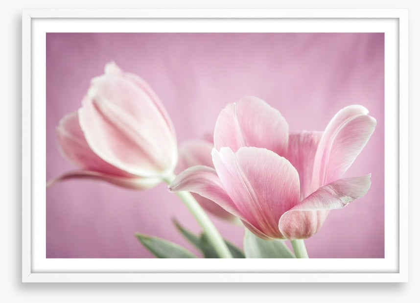 Curl of the tulip