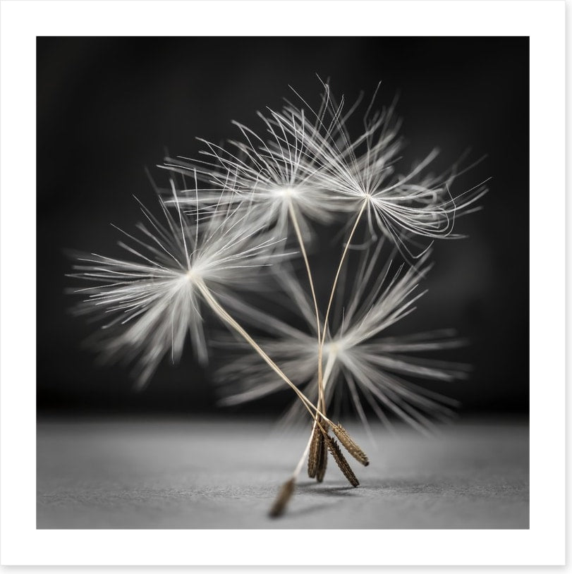 Dandelion dance