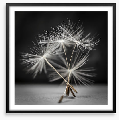 Dandelion dance
