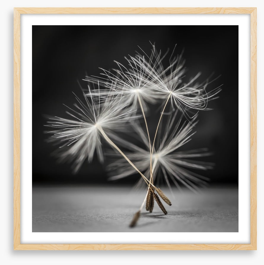 Dandelion dance