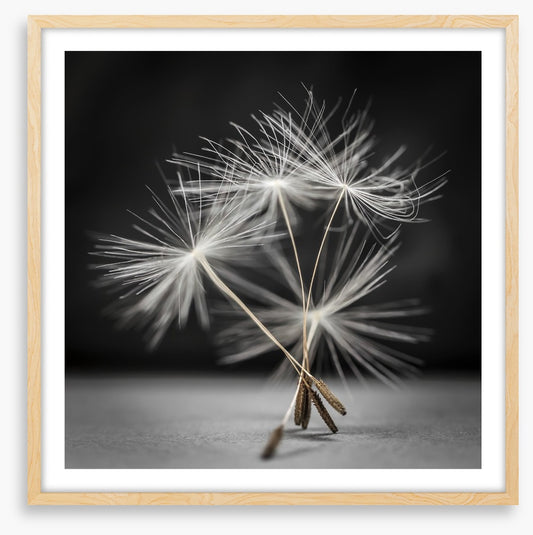 Dandelion dance