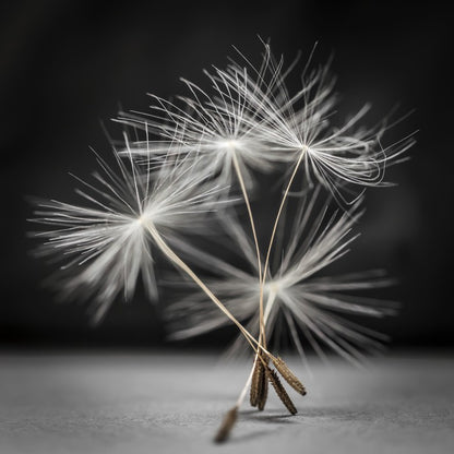 Dandelion dance