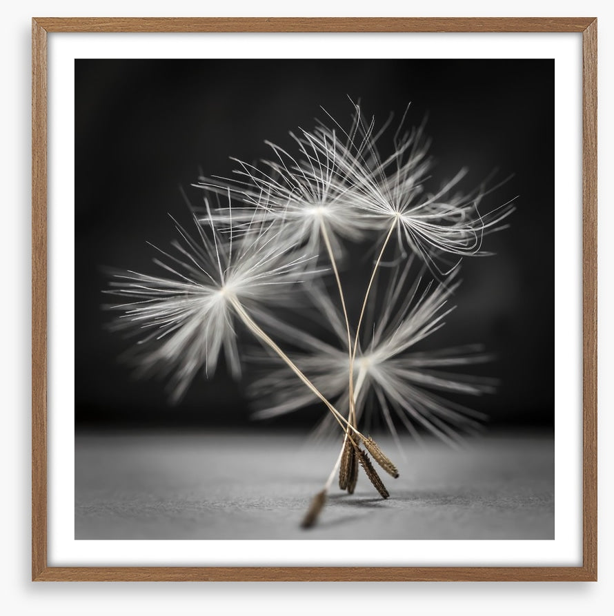 Dandelion dance
