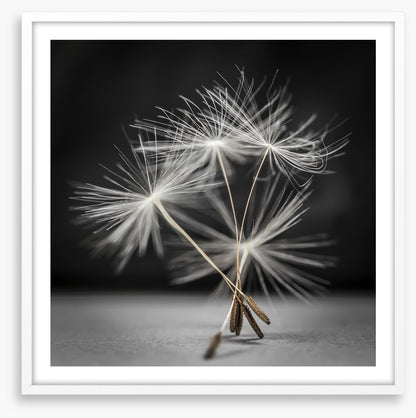 Dandelion dance