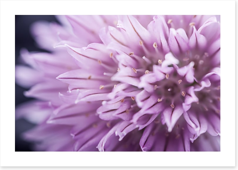 Chive blossom