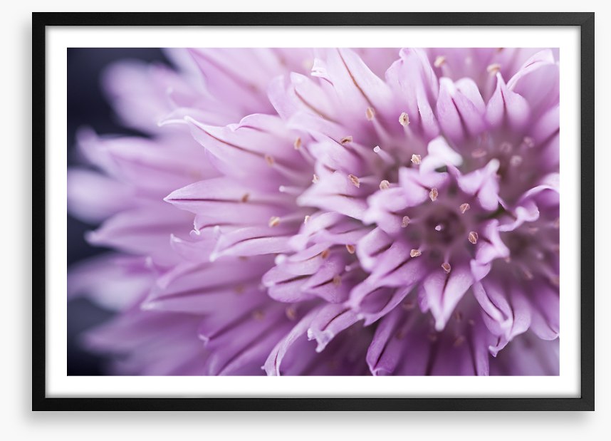Chive blossom