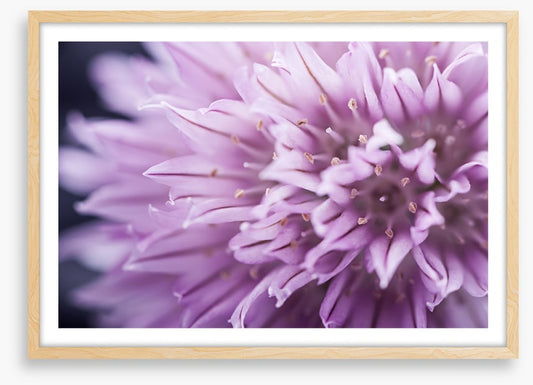 Chive blossom