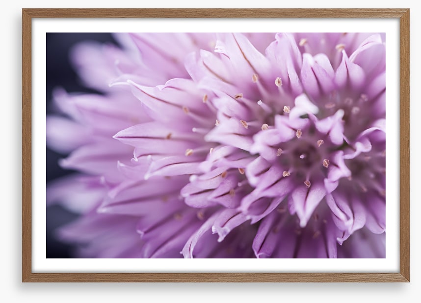 Chive blossom