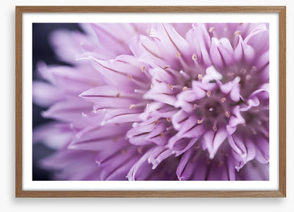 Chive blossom