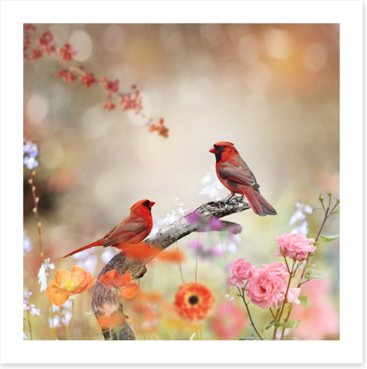 Northern cardinals