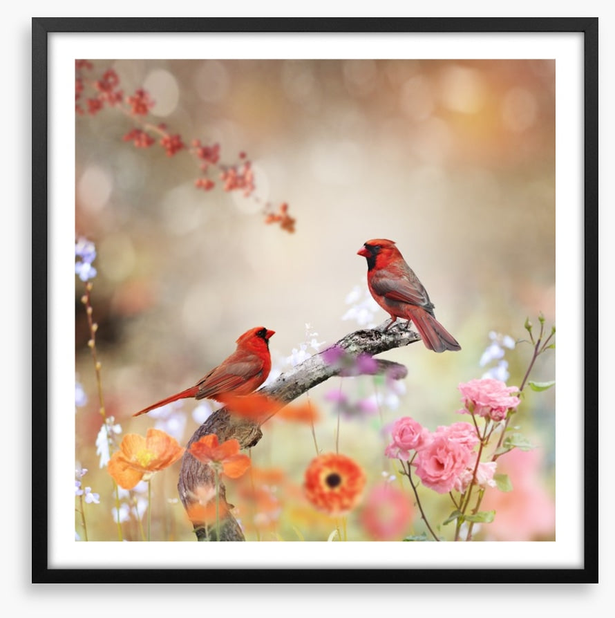 Northern cardinals