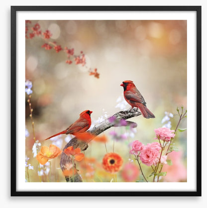 Northern cardinals