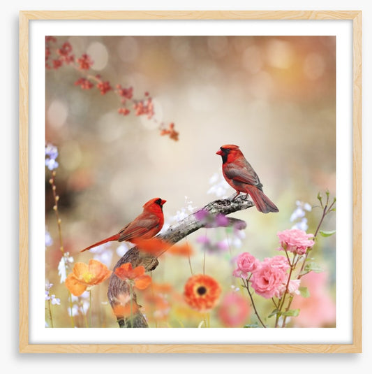 Northern cardinals