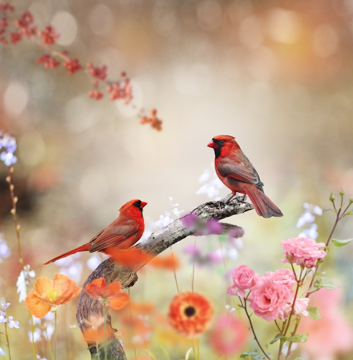 Northern cardinals