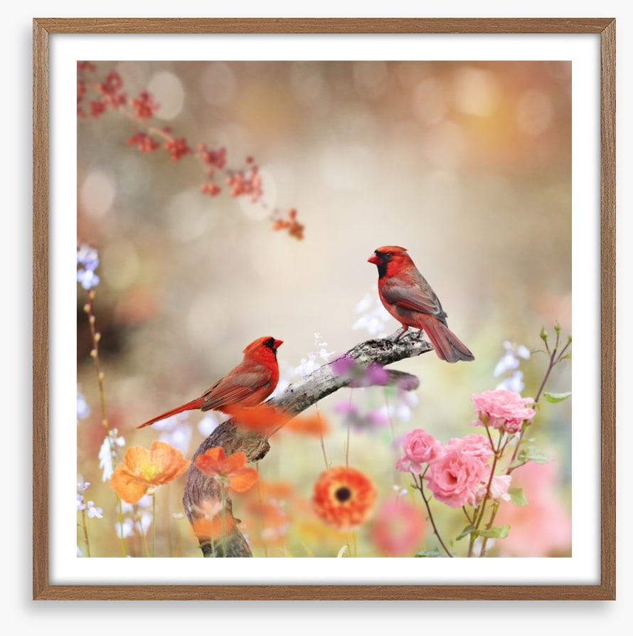 Northern cardinals