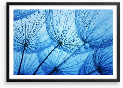 Dandelion blues