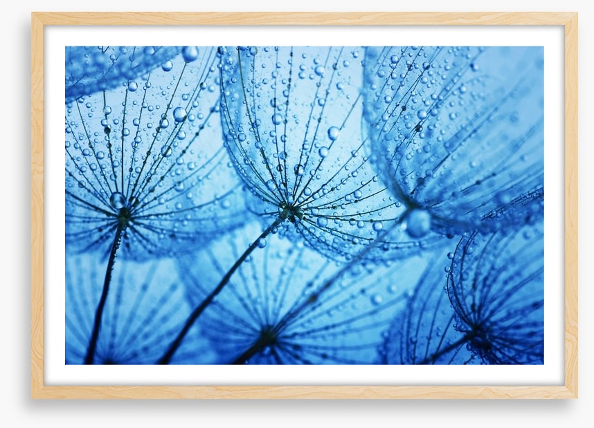 Dandelion blues