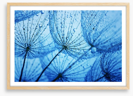 Dandelion blues