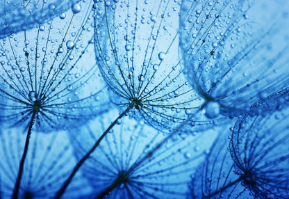 Dandelion blues